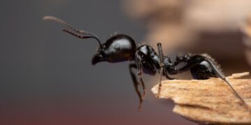 Picada de formiga considerada a mais dolorosa do mundo intriga cientistas