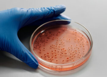 Descoberta de 45 novas toxinas da salmonella nunca vistas que podem revolucionar antibióticos