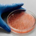 Descoberta de 45 novas toxinas da salmonella nunca vistas que podem revolucionar antibióticos