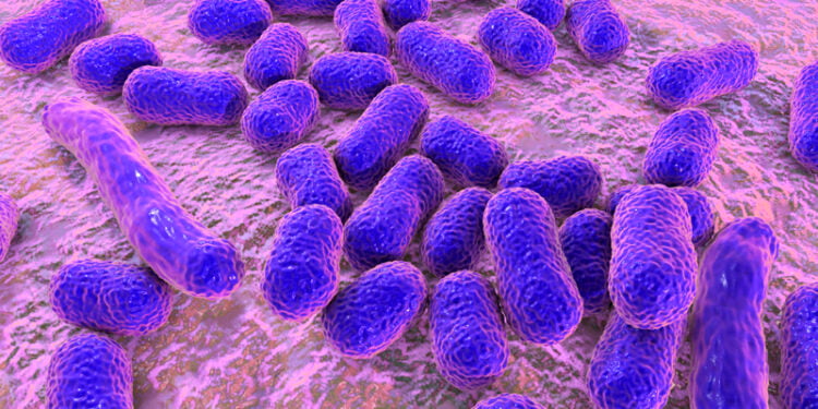 Acinetobacter baumannii – Foto: Kateryna Kon/123RF