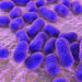 Acinetobacter baumannii – Foto: Kateryna Kon/123RF