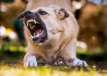 Cachorro com raiva - Reprodução/Unsplash/Alexas Fotos