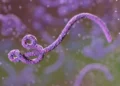 Vírus Ebola - Reprodução/Maciej Frolow/Getty Images