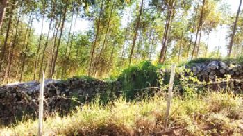 parte da plantacao em propriedade em penido foi cortada mas nao foi retirada pela empresa
