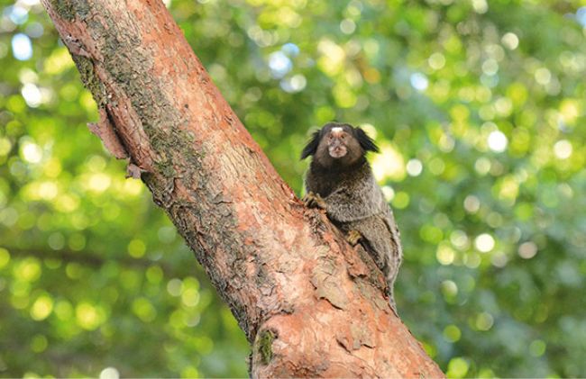 varias especies de macacos tem habitos urbanos sendo encontrados perto das areas residenciais marcelo ribeiro