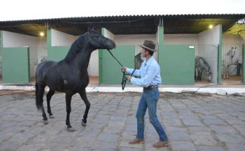 Animais que integram programação da feira já estavam no Parque de Exposições ontem