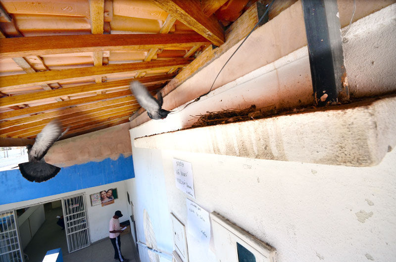 Usuários da unidade do Teixeiras temem doenças devido à presença das aves 