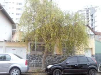 Espécie na Rua Francisco Brandi está contaminada há mais de um ano