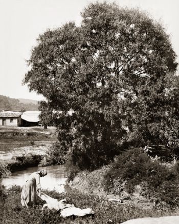Saguão da Reitoria recebe mostra sobre a fotografia de Alfredo Ferreira Lage 4 5457f9b6913fa