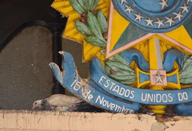 Prédio da Funalfa serve de abrigo para animais