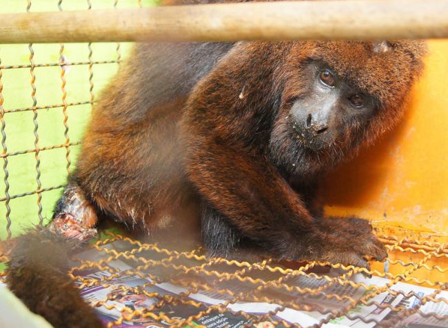 Lesão pode impedir retorno do animal ao seu habitat natural