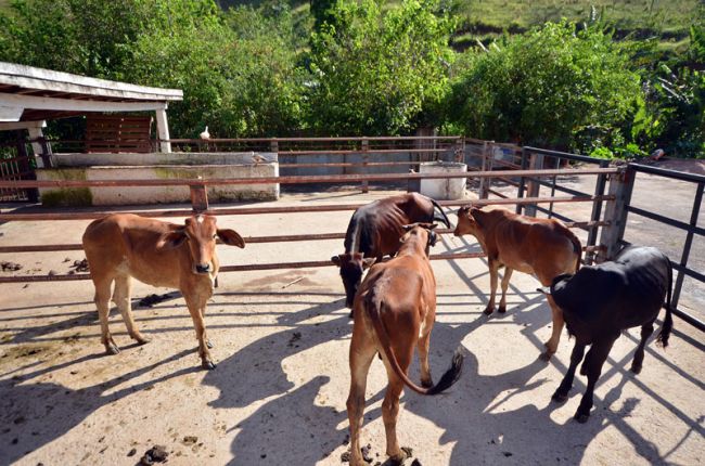 Animais foram levados para o depósito do Demlurb