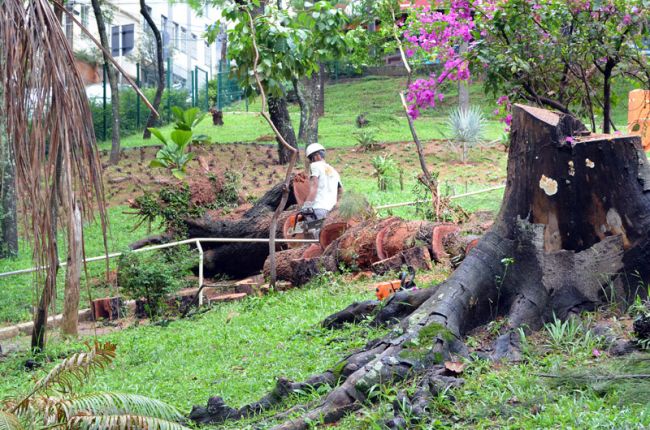 Funcionários da Empav removeram árvore no jardim da Igreja São Sebastião