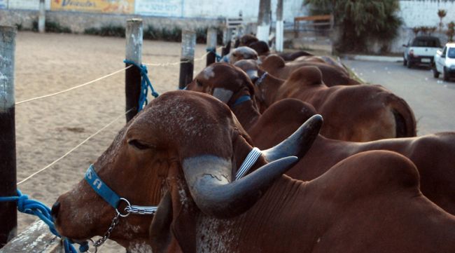 Duzentos e trinta animais estarão em exposição até domingo
