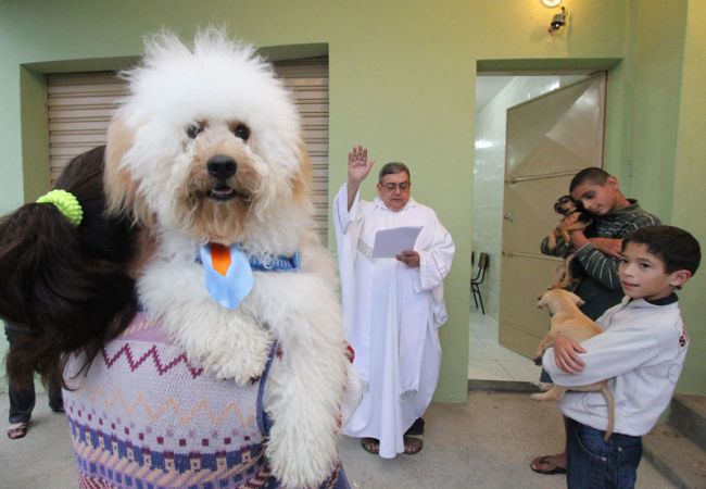 Felipe Couri/04-10-13 Leonardo levou a cadela Lara e o cãozinho Hash