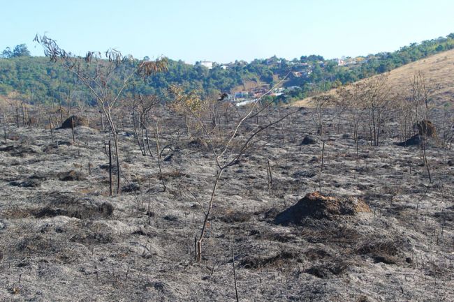 Plantas faziam parte da área de zona de recuperação do Parque da Lajinha