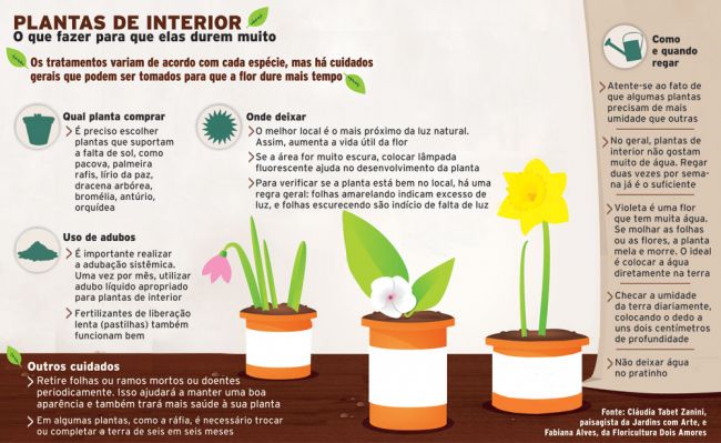 Vida Prática - Dicas para cuidar de plantas 4 847890404