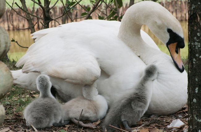 Filhotes de cisne branco nasceram ontem