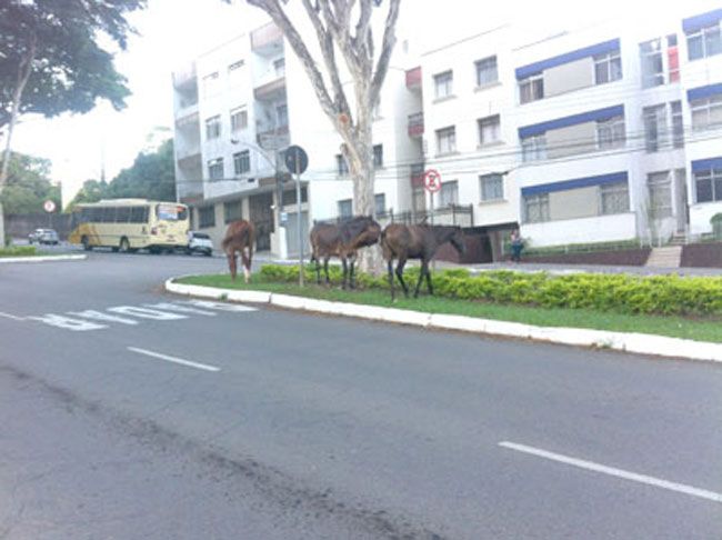 Cavalos soltos na Rio Branco 2 Animais pastavam próximo ao Seminário Santo Antônio
