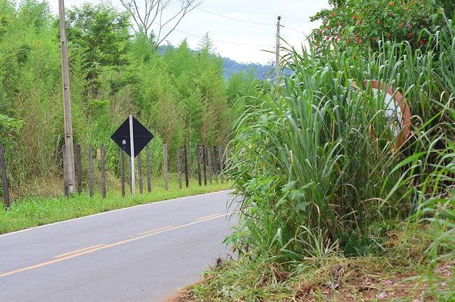 Mato alto encobre placas nas rodovias 4 Corte preventivo da vegetação não foi feito na União e Indústria antes dos feriados