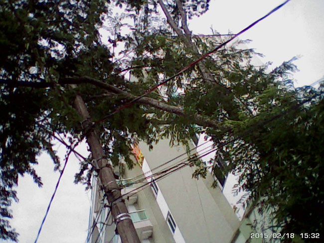 Folhagens entrelaçadas na fiação da Rua Antônio Maria de Souza, no São Mateus e na Rua Marta Waltemberg, no Granbery