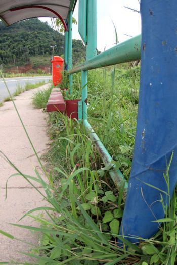 Mato localizado atrás do ponto já avança pelo passeio