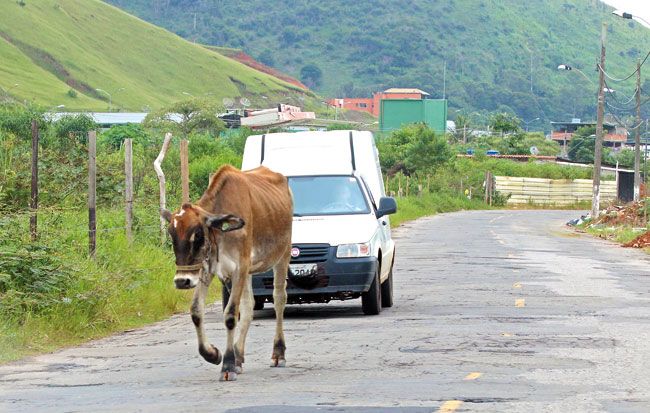 Animais trazem risco em várias ruas de JF 2 Animal divide espaço com carro na Rua Dr. João Penido, no Parque das Torres (Leonardo Costa/24-03-15)