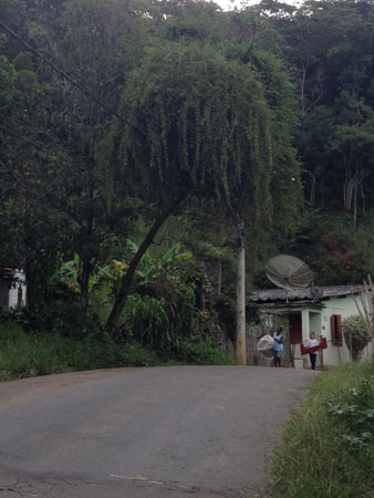 Árvore tombada na Rua Desembargador Eurico Cunha preocupa moradores no Borboleta (cíntia charlene)