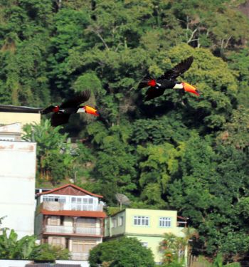LEONARDO COSTA Animais têm sido vistos sozinhos ou em bandos em vários pontos de JF