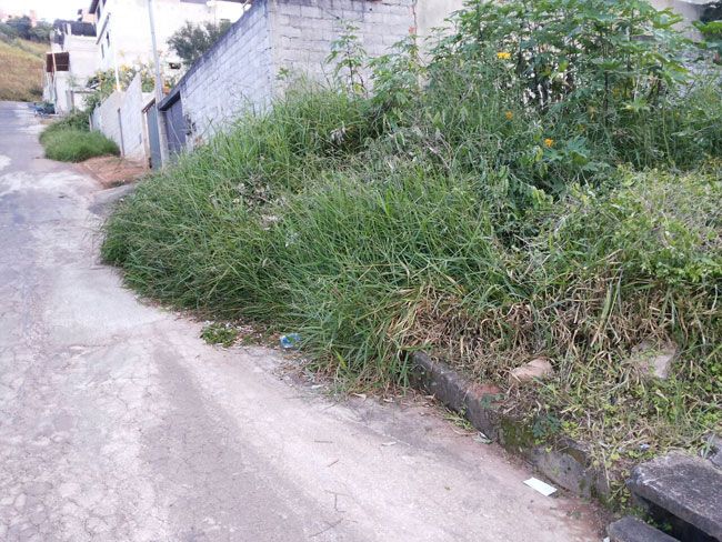 Matagal ultrapassa calçada e atinge pista na Rua I, no Bom Jardim