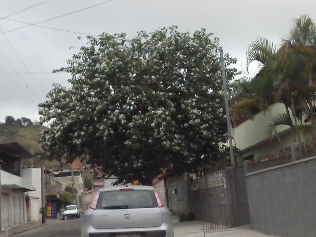 Galhos estão na altura da rede elétrica na Rua Ernesto Pancini (Paulo Roberto da Silveira)