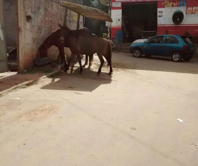 Cavalos presos a ponto de ônibus 2 Morador registrou a situação, que é recorrente
