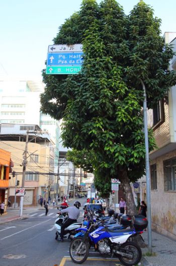 Árvore sem poda obstrui placa no Centro 2 Sinalização encoberta na Floriano Peixoto (Fernando Priamo/01-09-15)