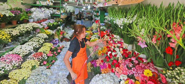 Venda de flores aumenta em até 50% 2 Floriculturas reforçaram o estoque de palmas, crisântemos e arranjos de vaso (LEONARDO COSTA/30-10-15)