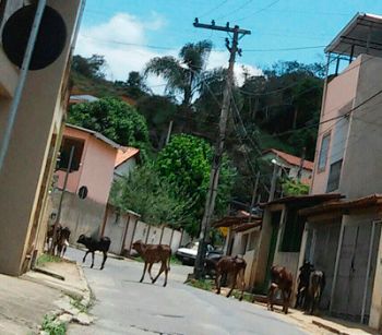 Bezerros cruzam a Rua Euclides Pezarini com Dimas Bergo Xisto