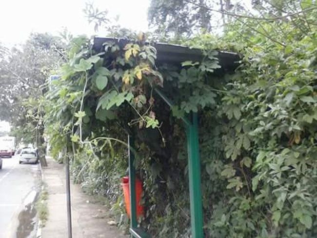 Ponto de ônibus tomado por vegetação 2 Abrigo de ônibus na Rua José Lourenço precisa de manutenção