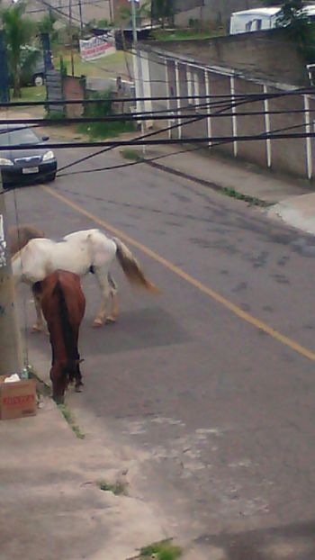 Cavalos na pista causam risco de acidente 2 Flagrante foi feito em rua do Monte Castelo