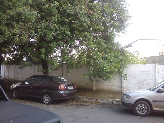 Galhos estão próximos à rede elétrica na Rua Antônio Altaf (Patrícia Cardozo)