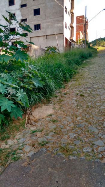 Mato alto em via do Bom Jardim 2 Vegetação cresce na Rua Maria da Glória Fávero