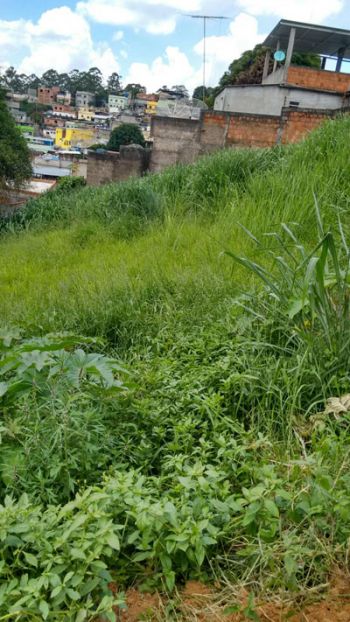 Vizinhança teme que terreno sem capina atraia mosquito transmissor da dengue