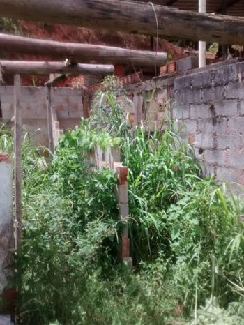 Casa fechada preocupa vizinhança 2 Vizinhos temem que terreno com mato alto tenha focos do Aedes aegypti