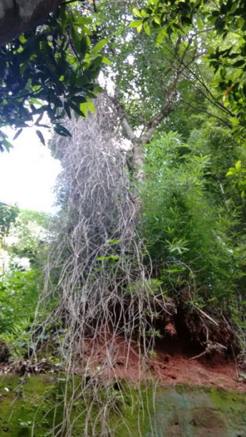 Abacateiro com risco de queda preocupa 2 Árvore está no fundo do quintal de uma casa, na divisa entre duas propriedades