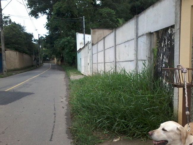 Falta de capina preocupa moradores do São Pedro 2 Mato ocupa boa parte da Rua João Krolman Sobrinho