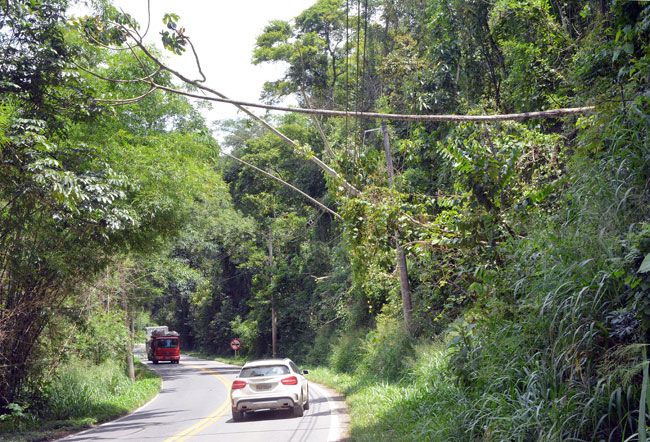 Árvores estão caídas sobre a rede na Estrada União e Indústria (Marcelo Ribeiro/23-02-16)