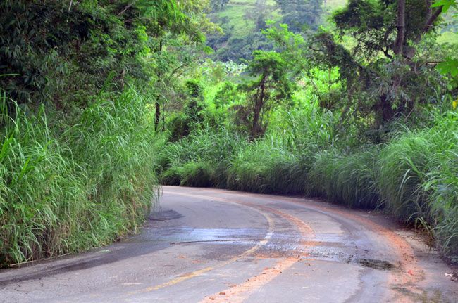 Mato alto e buracos na estrada de Caeté 2 Visibilidade comprometida para condutores (Olavo Prazeres/29-01-16)