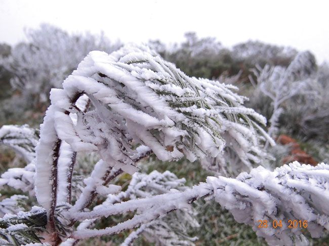 Sincelo, fenômeno semelhante à neve, se formou no Morro das Torres, em Urupema (SC) (Marília Sutil/ Prefeitura de Urupema)