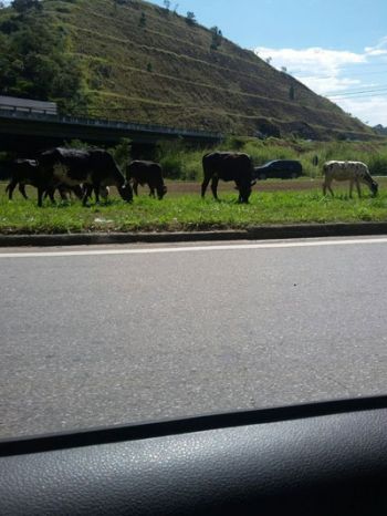 Animais estavam em local de intensa movimentação no trevo que dá acesso ao Distrito Industrial (Thiago de Sá)