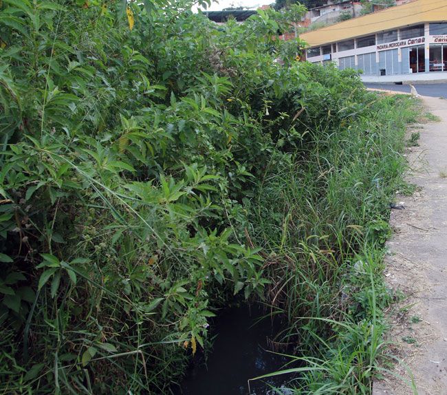 Em alguns pontos, vegetação encobre o curso d'água no Sagrado Coração (Fernando Priamo /17-05-16)