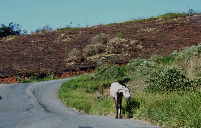 Flagrante mostra perigo de animais soltos no Parque das Águas (Marcelo Ribeiro/03-05-96)