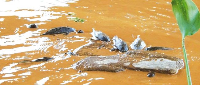 MPF cobra R$ 155 bi por danos 2 Lama que vazou de barragem atingiu o Rio Doce e matou toneladas de peixes